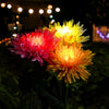 SolarGlow™ -  Chrysantheme Solar Gartenstecker LED [Letzter Tag Rabatt]