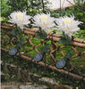 SolarGlow™ -  Chrysantheme Solar Gartenstecker LED [Letzter Tag Rabatt]