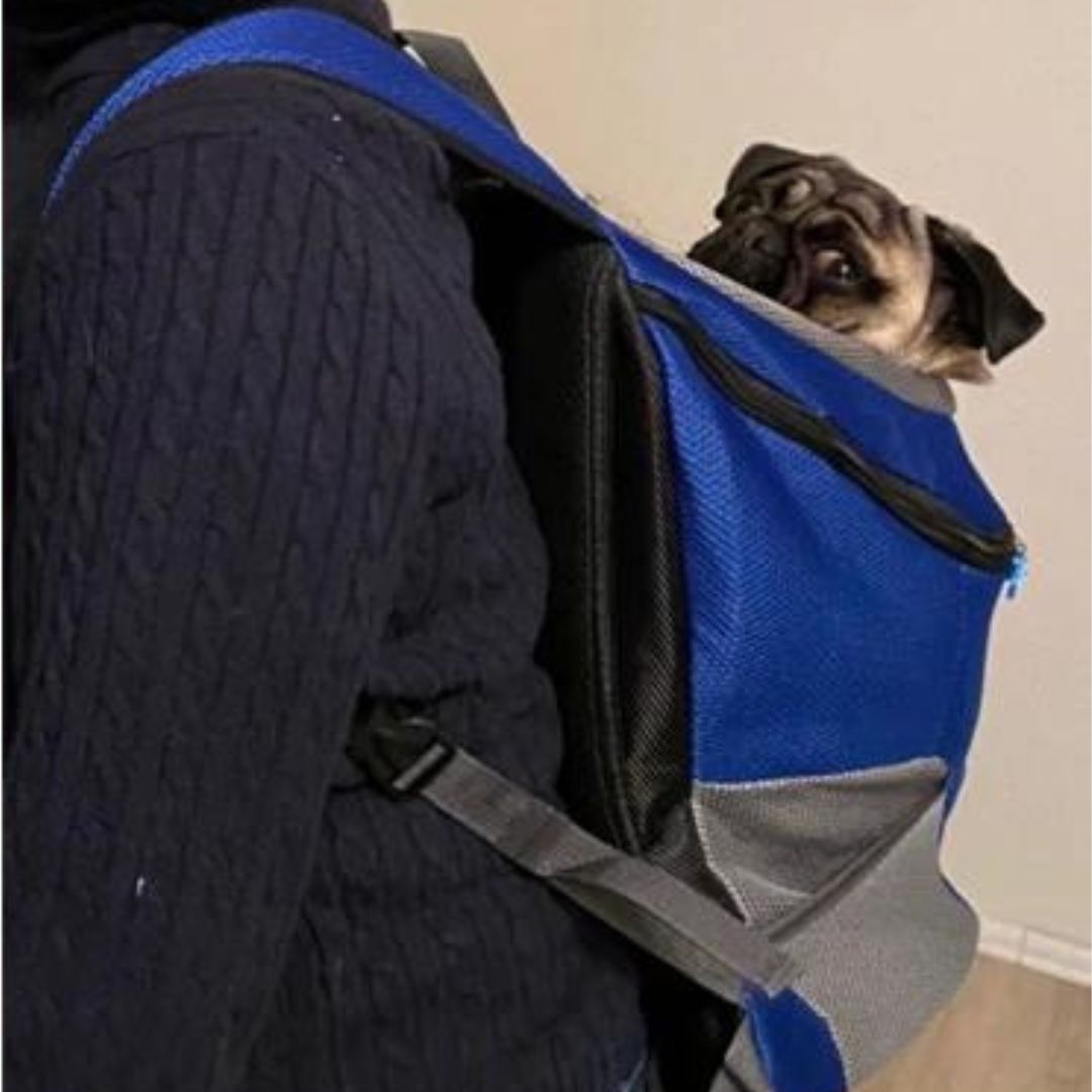 PawsN’Go | Der ultimative Rucksack für unterwegs für kleine Hunde und Katzen