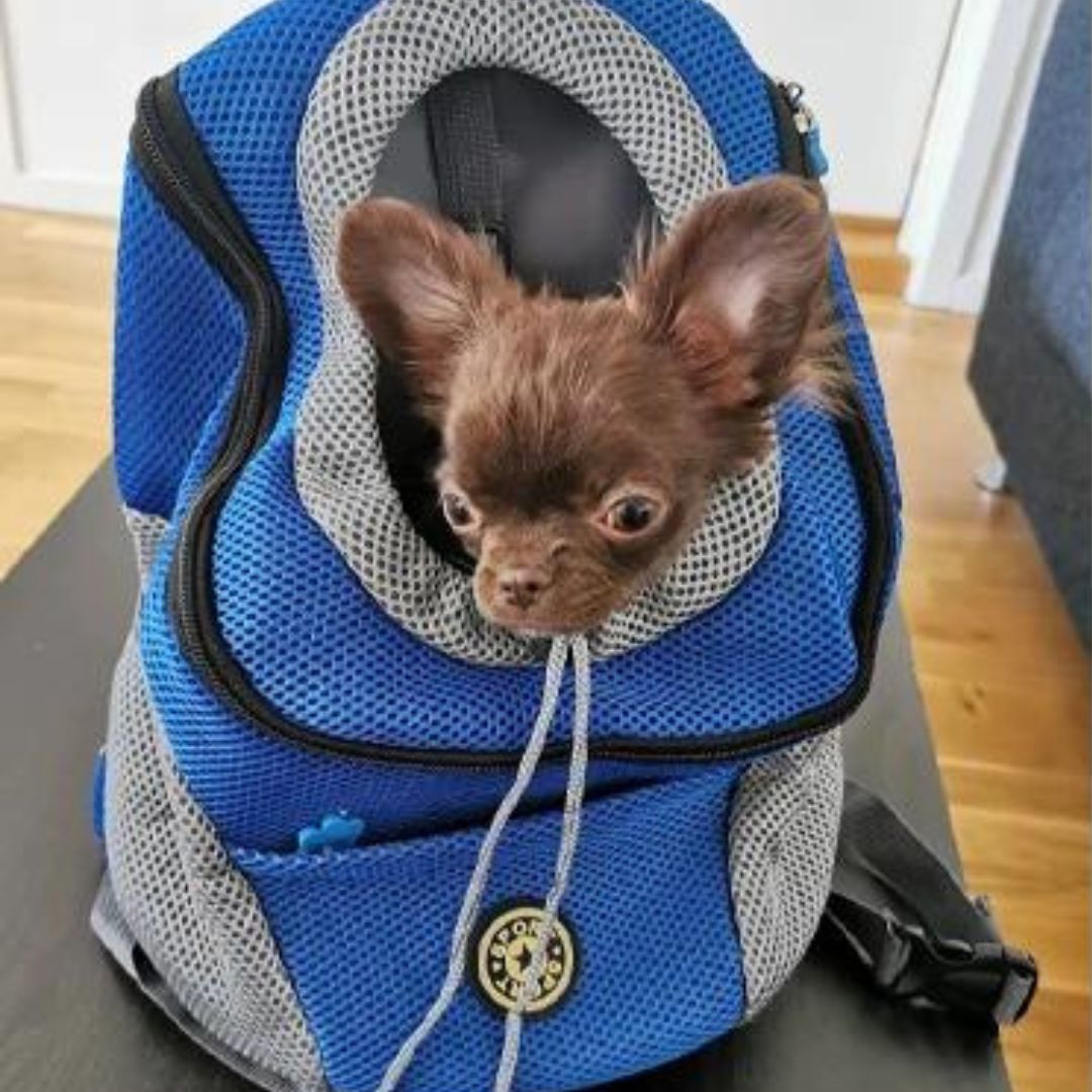 PawsN’Go | Der ultimative Rucksack für unterwegs für kleine Hunde und Katzen