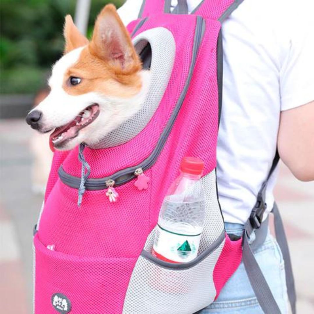 PawsN’Go | Der ultimative Rucksack für unterwegs für kleine Hunde und Katzen